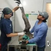 Un cóndor andino juvenil fue herido en Archidona, en Napo