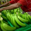 Ecuador rompió récord en exportación agropecuaria en el primer semestre