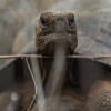 Reintroducen 277 tortugas gigantes para reforzar conservación en Galápagos en Ecuador