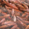 El consumo de la tilapia, más económica que la carne, crece en Ecuador