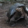 Especie de tortuga gigante fue descubierta en Galápagos