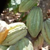 Orellana: Productores recibieron insumos agrícolas