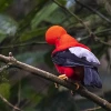 Del cóndor al colibrí: 542 aves hacen de Quito un paraíso del "birdwatching"