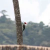 El cambio climático amenaza la supervivencia de las aves amazónicas