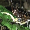El hallazgo se produjo en zonas del noroccidente y la Amazonía ecuatoriana
                                                width=