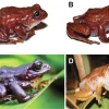 Nueva especie de sapo es descubierta en los páramos del sur de Ecuador