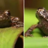 Dos nuevas especies de ranas fueron descubiertas en el Corredor Ecológico Llanganates-Sangay