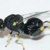 Una especie de avispa diminuta fue registrada por primera vez en Zamora Chinchipe