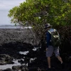 Los manglares de Galápagos están bajo amenaza