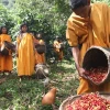 Perú busca conservar sus bosques en la Amazonía 