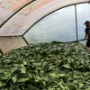 Waykana, de la Amazonía a la Bolsa de Quito con el espíritu de la selva