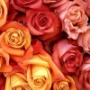 Exportación de flores crece en volumen pero cae en ingresos