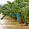 Lluvias intensas elevan el riesgo para las siembras de banano y plátano en Ecuador