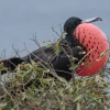 Floreana estrena monitoreo ojos de halcón para proteger su fauna en tiempo real