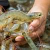 Argentina importará langostino ecuatoriano por conflicto laboral