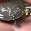 Ciudadano fue sentenciado por tenencia ilegal de tortugas charapas en Imbabura