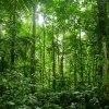 Describen nueva especie de árbol, raro y endémico en Ecuador