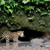 Quedan muy pocos jaguares en la Costa del Ecuador