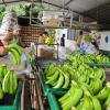 El sector bananero está optimista con el TLC entre Ecuador y China