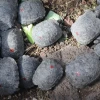 Un policía fue arrestado por tráfico de 185 tortugas neonatas en Galápagos