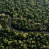 Descubren nueva planta prehistórica adaptada a zonas inundables de la Amazonía peruana