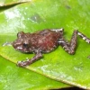 4 nuevas especies de ranas fueron descubiertas en Carchi