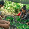 Dos proyectos buscan impulsar el cultivo de café en la Amazonía
