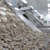 Precio del camarón ecuatoriano cae a su nivel más bajo por restricciones de China