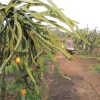Brasil, Perú y China, en planes de exportadores de pitahaya de Ecuador