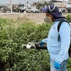 Napo refuerza mingas para controlar el dengue 