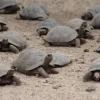 Cien tortugas bebés de Galápagos desaparecen del centro de crianza en Isabela