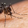 OMS considera "alto" el riesgo sanitario por brotes de oropouche en países de América