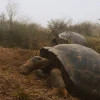 Ecuador censará la población de tortugas gigantes en el volcán Alcedo