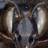 Descubren en Ecuador un caso de una abeja andrógina: mitad hembra, mitad macho