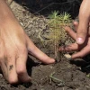 4 provincias amazónicas plantarán 100 mil árboles