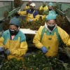 Ecuador espera renovación tardía del Sistema General de Preferencias