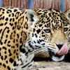 Partes del cuerpo del jaguar tienen mercado en China