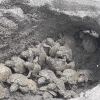 Nacen 77 tortugas charapa en El Yasuní