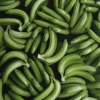 Advierten peligro de plaga en banano que puede destruir la producción
