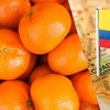 Ecuador busca crecer en el mercado de mandarinas Tango de Estados Unidos