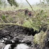 Comunidades reportan hallazgos de nuevo derrame en Napo