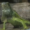 El Zoológico de Guayllabamba tendrá juegos, charlas y ferias