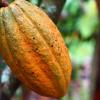 El precio del cacao llegó a los $ 10.200 por tonelada 