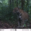 Imágenes inéditas de la fauna en la Reserva Cuyabeno: grupo de Kichwas amazónicos está ayudando a proteger el jaguar usando cámaras trampa.
