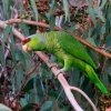 Se unen esfuerzos para aumentar la población del loro Amazona lilacina en Ecuador