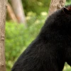 Ratifican la importancia de conectar los bosques en Ecuador tras avistar un oso andino