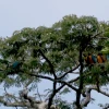 Inteligencia artificial para identificar árboles en la Amazonía de Ecuador