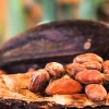 El precio del cacao alcanzó $ 8,704 por tonelada 