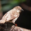 Galápagos registra la mejor temporada reproductiva del pinzón de manglar desde 2011