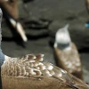 Expertos esperan romper el récord de conteo de aves en Galápagos